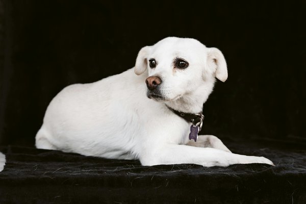 Quels sont les dangers du plomb dans l'environnement pour les oiseaux de proie?