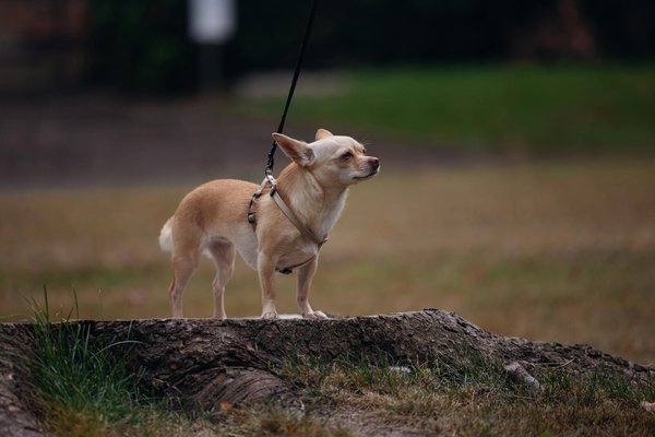 Quelle méthode pour apprendre à un chat de race Ragamuffin à jouer au fetch?