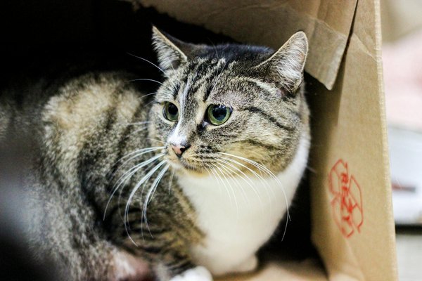 Voyage Avec Son Animal