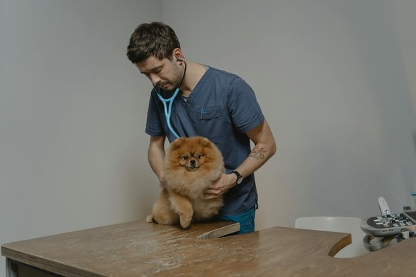 Comment dresser son chien à la propreté en 7 étapes