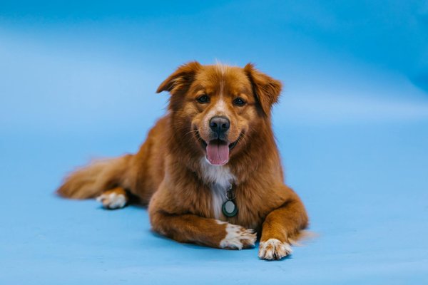 Comment les animaux tels que les morses utilisent-ils leurs moustaches pour détecter de la nourriture?