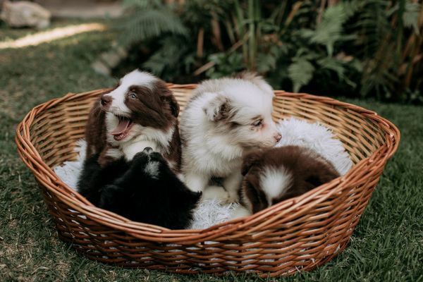 Top 5 paniers pour chien : trouvé le meilleur style et confort